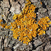 Ecorce d'érable avec lichen