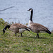 Canada geese, RSPB Conway