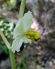 Mayapple Flower