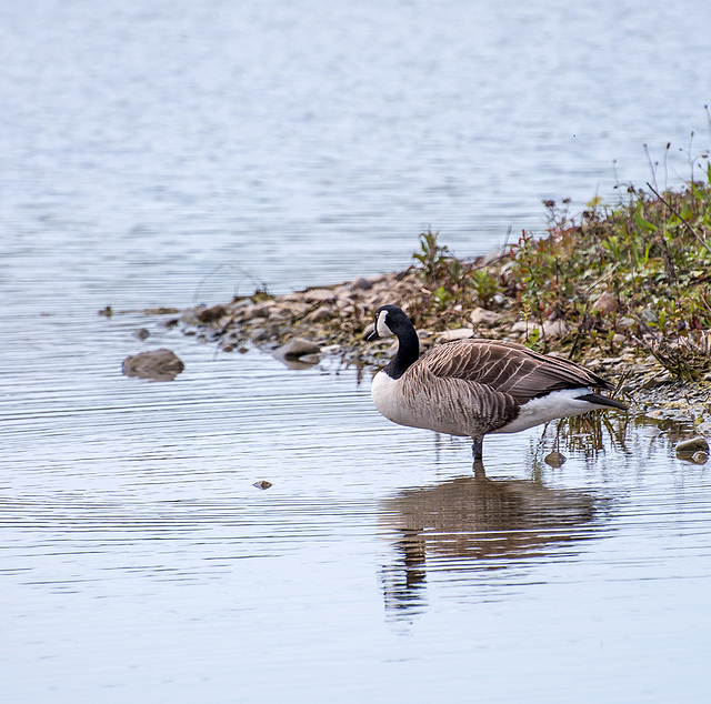 Canada goose,RSPB Conway