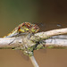 Common Darter (Sympetrum striolatum) female