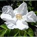Rose 'Bienenweide Weiß'...  ©UdoSm