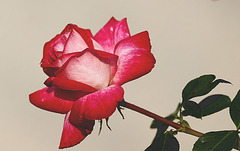 La rose
