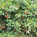 Тростянецкий дендропарк, Калиновый куст / Trostyanets arboretum, The Bush of Viburnum