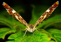 Der Schmetterling, das Landkärtchen hat seine Flügel ausgebreitet :))  The butterfly, the landcart has spread its wings :))  Le papillon, la charrette terrestre a déployé ses ailes :))