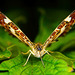 Der Schmetterling, das Landkärtchen hat seine Flügel ausgebreitet :))  The butterfly, the landcart has spread its wings :))  Le papillon, la charrette terrestre a déployé ses ailes :))
