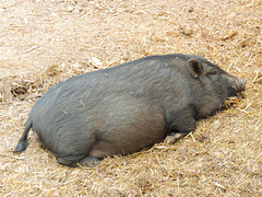 1 (147)....austria pig