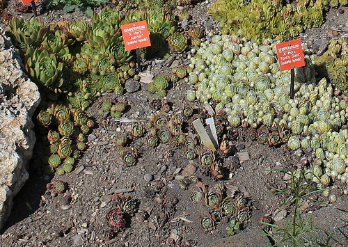 Sempers à identifier Sempers à identifier