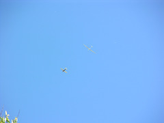 Segelflugzeug im Schlepp über Moorwerder