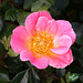 337/366: Juicy Pink Rose