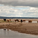 Cows at Kinshaldy