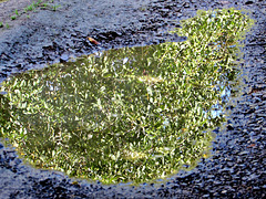 Tree In a Puddle
