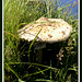 A giant field mushroom.