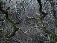 Cornwall - Dancing trees