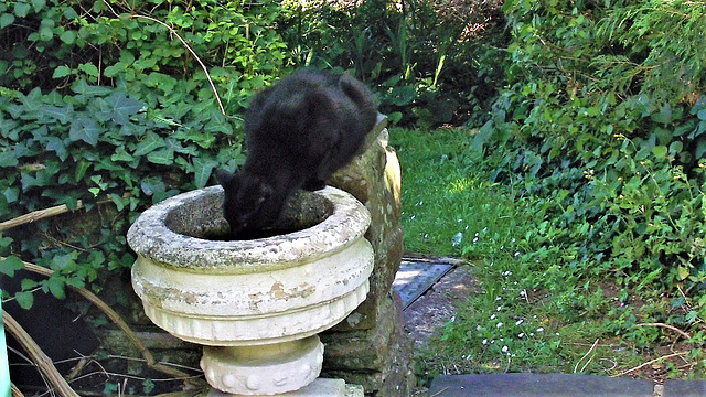 Pippin having a drink from the flower trough - yuk the water was awful