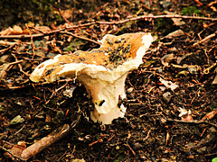 1 (100)...austria schwammerl...mushroom