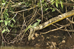 The "Jesus Christ" Lizard – Caño Negro National Wildlife Refuge, Río Frío, Alajuela Province, Costa Rica
