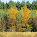 Autumn Larch amongst the evergreens, North Yorkshire