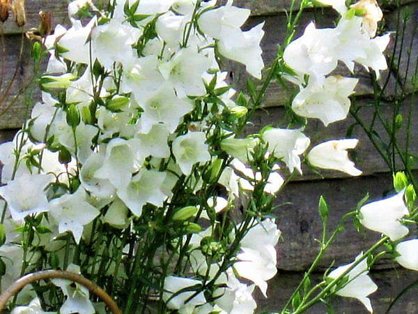 White flowers against the fence