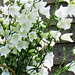 White flowers against the fence