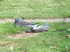 Pigeons Resting