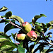 Apples will soon be ready to pick
