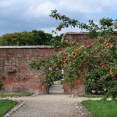 Garden wall and apple tree