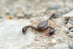 Scorpion à pattes jaunes