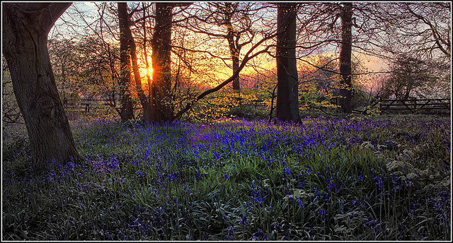 Cowleaze Wood Bluebells Cowleaze Wood Bluebells