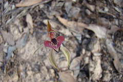 heartlip orchid