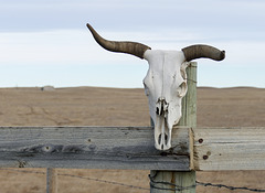Skull on a fence post