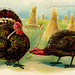 Turkeys Breaking the Wishbone on Thanksgiving Day