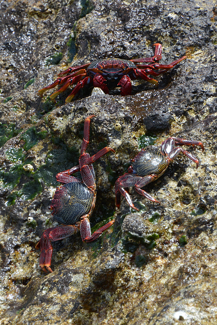 Azores, Red Crabs on the Islet of Vila Franca do Campo