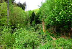DE - Schleiden - Hiking between Olef and Gemünd