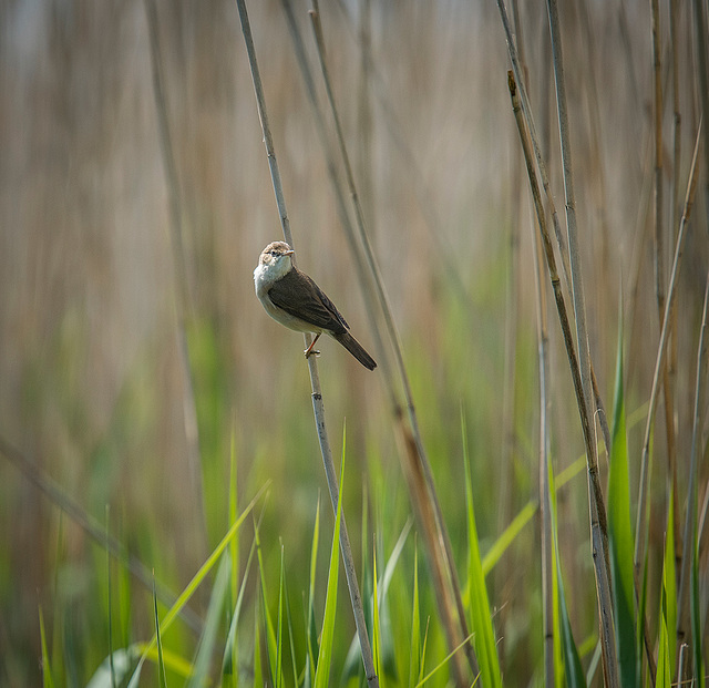 Reed warbler18