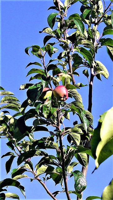 More apples are coming out