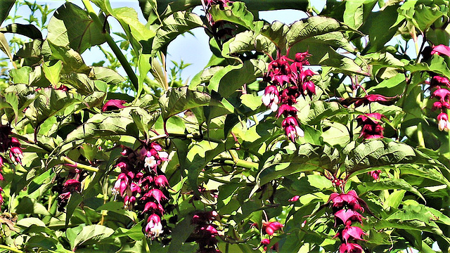 The Himalayan honeysuckle is really beautiful now