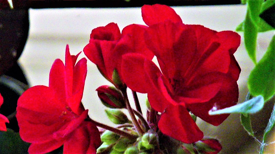 My red geraniums