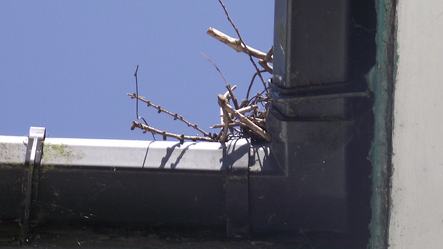 Those damn seagulls have ripped the nest apart and its all over the gutters