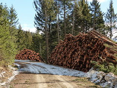 Logging piles in the Porcupine Hills