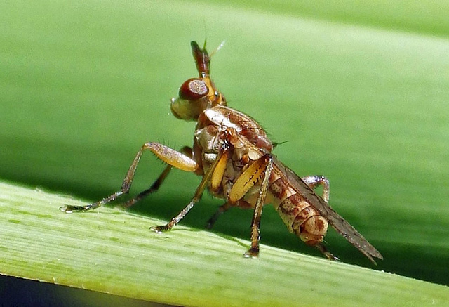 Dichetophora species (Marsh Flies)