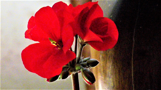 Red geraniums