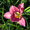 Daylily flower - Hemerocallis