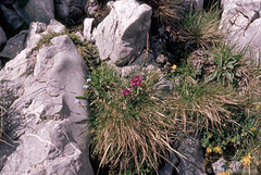 Alpenflora am Tomlishorn (1980)