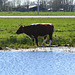 Cow enjoying the water