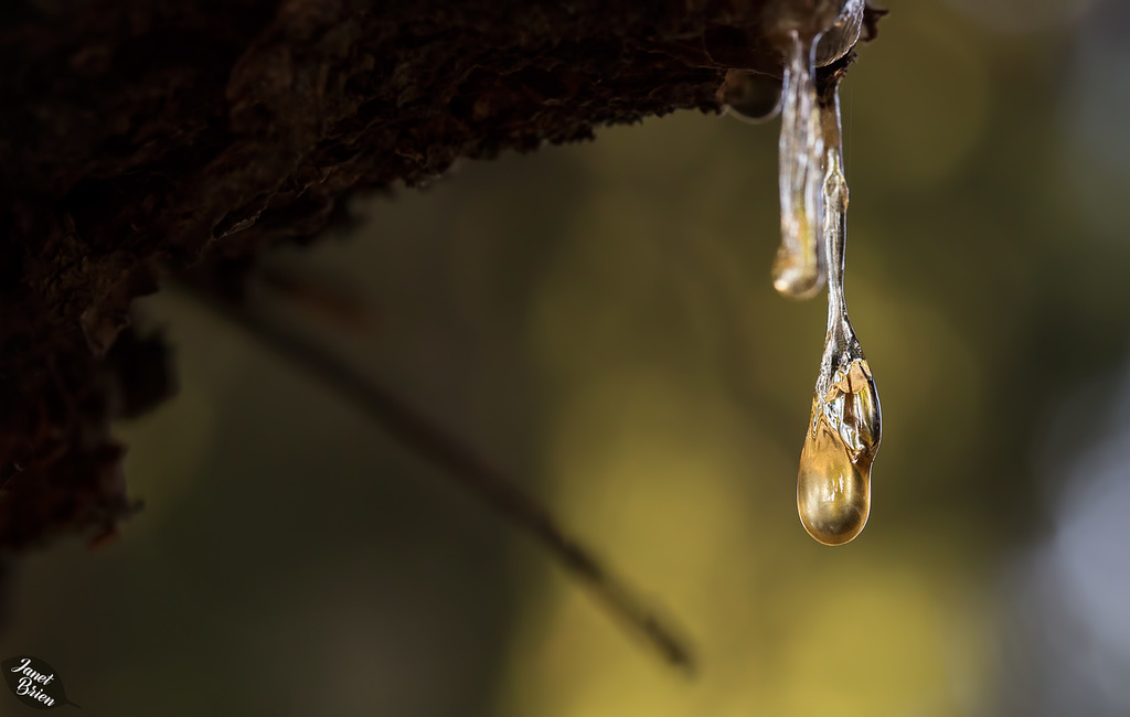 Joseph Stewart State Park, Set 5: Resin Droplets! (+6 insets!)