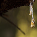 Joseph Stewart State Park, Set 5: Resin Droplets! (+6 insets!)