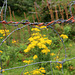Fence and wildflowers (Explored)