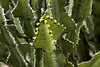 "Transvaal Candelabra Tree" – Desert Botanical Garden, Papago Park, Phoenix, Arizona