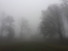 Carpathian forest mist
